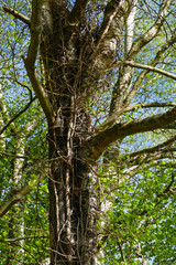 Birke, alter Baum, Stamm umschlungen von Efeu und Lianen