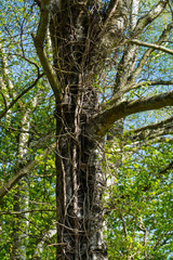Fototapeta premium Birke, alter Baum, Stamm umschlungen von Efeu und Lianen