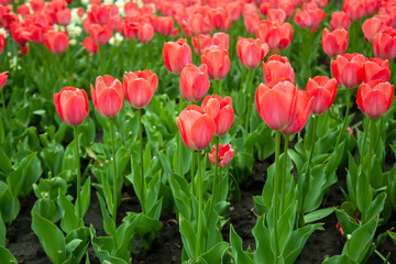 Beautiful red tulips with green leaves on spring garden.