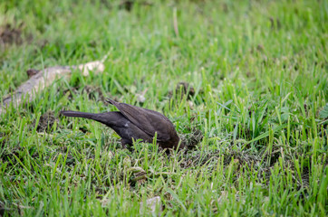 common female black bird on the grass eating the worms