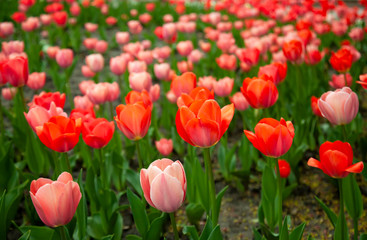 Beautiful red tulips with green leaves on spring garden.