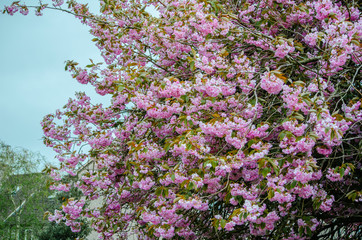 Obraz premium pink flowers in the garden
