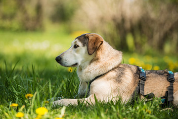 Mixed breed dog lying in a spring meadow