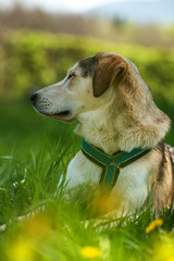 Mixed breed dog lying in a spring meadow
