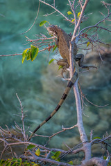 Tropical iguana in the tree
