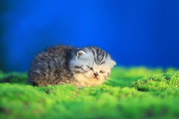 Naklejka na ściany i meble little cute funny kitten on the grass at sunset