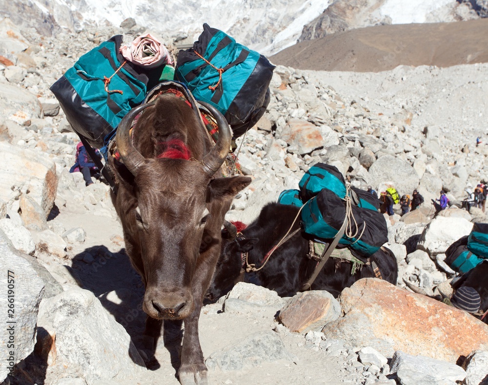 Poster caravan of yaks with goods - nepal himalayas mountains