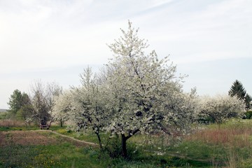 white flowers of blooming cherry tree in orchard