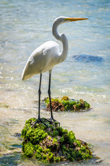 White heron stands on the rock