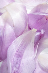 Fototapeta na wymiar Pretty Purple Tulip Flower Petal on White Background