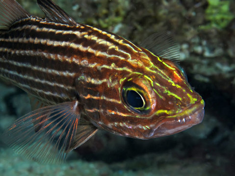 Tiger cardinalfish (cheilodipterus macrodon). Taking in Red Sea, Egypt.