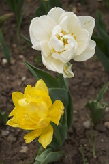 Yellow and white tulip growing in the garden (Tulipa) 
