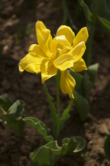 Yellow tulip growing in the garden (Tulipa) 