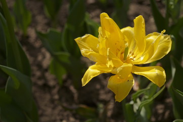 Yellow tulip growing in the garden (Tulipa) 