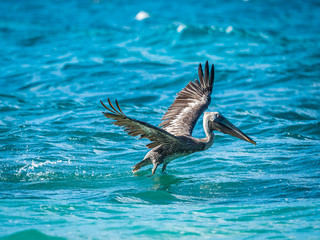 Pelican take off the water surface
