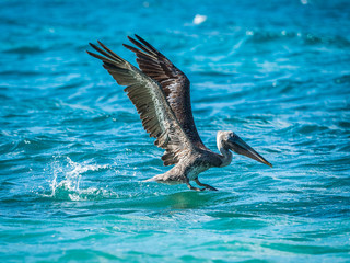 Pelican take off the water surface