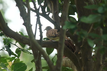 Especies de aves colombianas