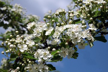 white flowers of ornamental treeCrataegus laevigata