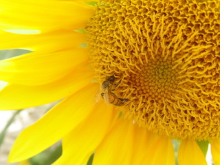 closeup of sunflower