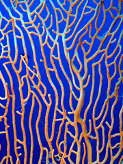 Sea fan coral (Annelle mollis)