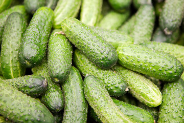 Ripe cucumbers closeup