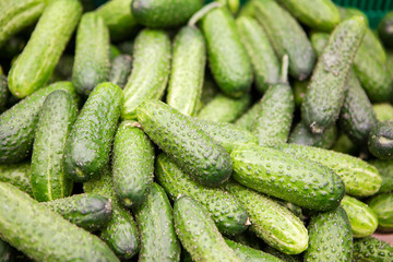 Ripe cucumbers closeup