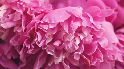 Closeup peonies background