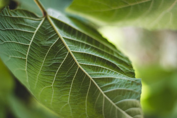 Unique Texture of Leaf