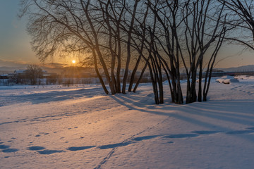 Sunset on snow and tree