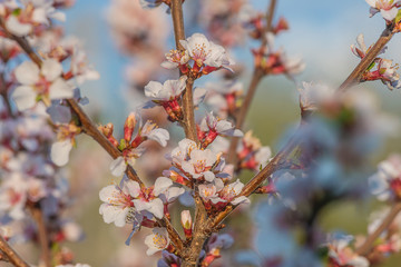 Cherry blossom close up on sunny day