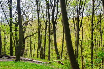 Holosiivskyi National Nature Park in Kyiv, Ukraine