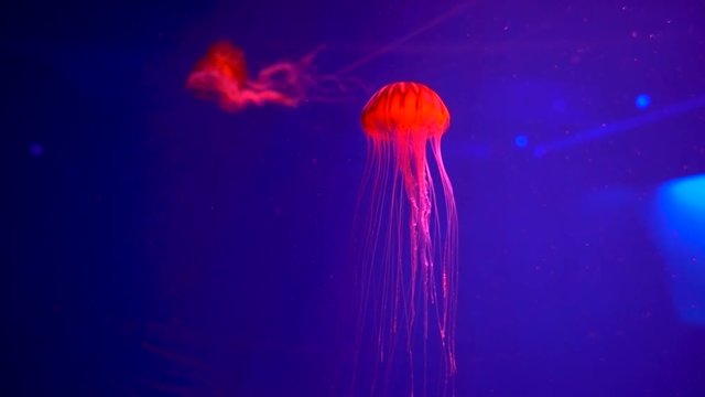 Jellyfish Japanese sea nettle Chrysaora pacifica