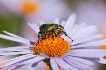 bee or honeybee sitting on flower