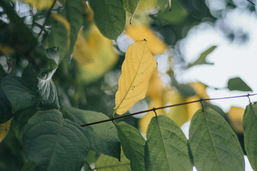 Dried Yellow Leaf
