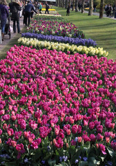 Tulips Keukenhof Netherland
