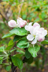Flowering branch of apple tree in a spring