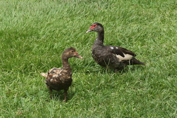 Biodiversidad de Colombia