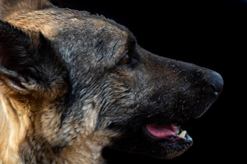 photo of a dog in studio with colored background to highlight animal profiles