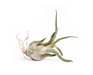 Tillandsia caput-medusae isolated on white background