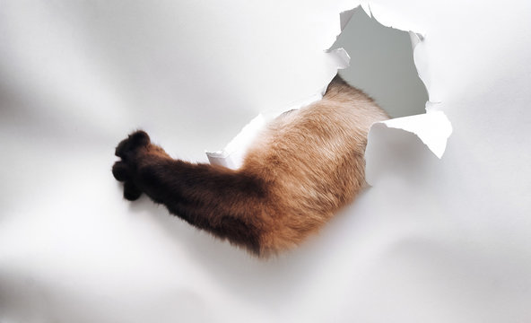 Paw Of An Animal On A White Background With A Hole. Playful And Spoiled Cat. The Threat, Anger, Revenge And Resentment. Conceptual Photography.