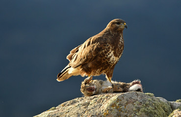 Aguila ratonero en la naturaleza