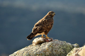 Aguila ratonero en la naturaleza