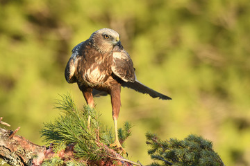 Aguila lagunero macho en la naturaleza
