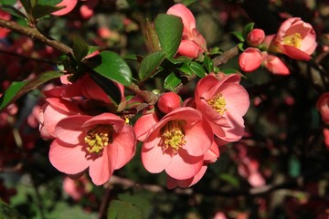 pink flowers of Chaenomeles japonica ornamental bush