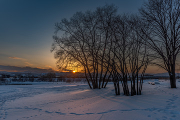 Sunset on snow and tree