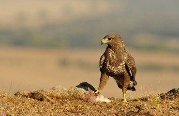 Aguila ratonero en la naturaleza