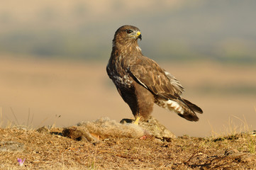 Aguila ratonero en la naturaleza