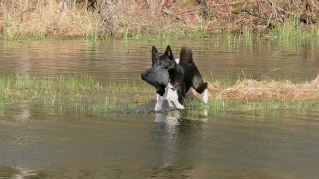 A hunting dog carries a shot-out duck out of the water. Russian - European Laika swims to the hunter with game in his teeth. 