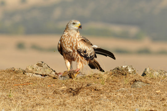 Milanos en la naturaleza