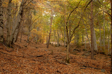 Bosque de La Tejera Negra en Otoño